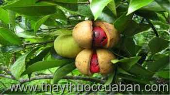 Cây Nhục đậu khấu