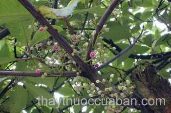 Hình ảnh cây Nóng