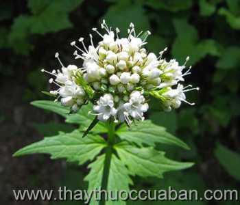 Hình ảnh cây Nữ lang