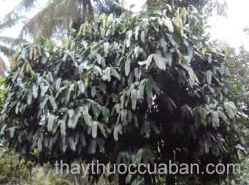 Hình ảnh cây Nụ