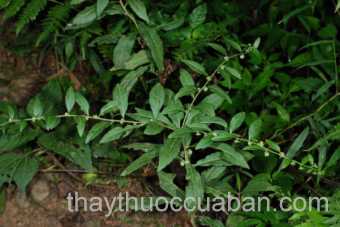 Cây Thu phân thảo