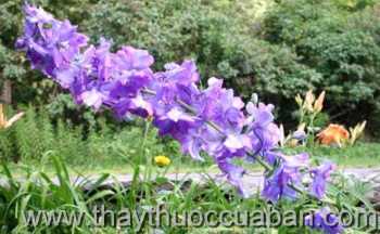 Hình ảnh cây Phi yến