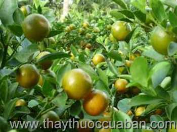 Hình ảnh Cây Quất