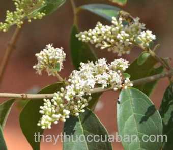 Hình ảnh cây Râm