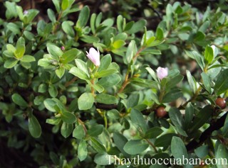 Hình ảnh cây rì rì cát