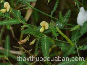 Hình ảnh cây rút nước