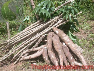 Hình ảnh cây sắn, vị thuốc sắn,khoai mì