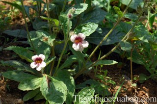 Hình ảnh cây địa hoàng, cây sinh địa