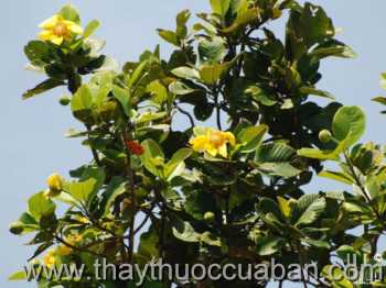 Hình ảnh Sổ xoan