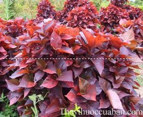 Hình ảnh cây tai tượng đỏ