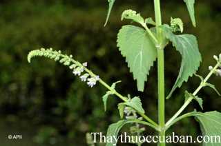 Hình ảnh cây thiến thảo