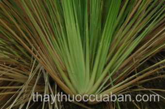 Hình ảnh cây Tiêm