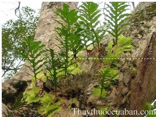 Hình ảnh cây tổ rồng