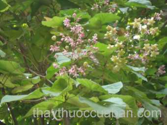 Hình ảnh cây Tra