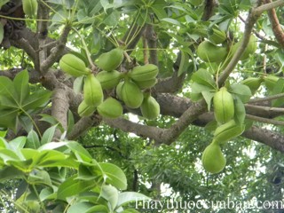 Hình ảnh cây trôm, mủ trôm