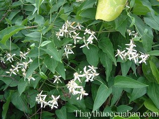 Hình ảnh cây uy linh tiên, uy linh tiên