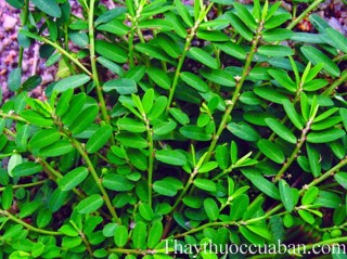 Hình ảnh cây vẩy ốc, vẩy ốc