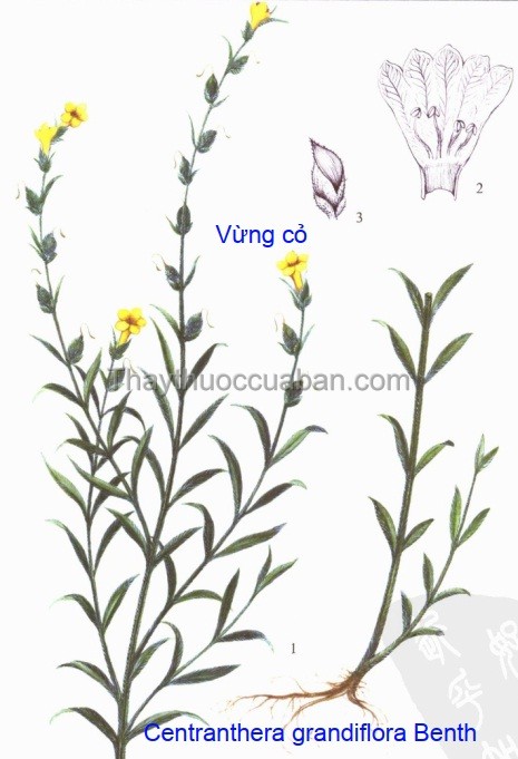 Hình ảnh cây vừng cỏ