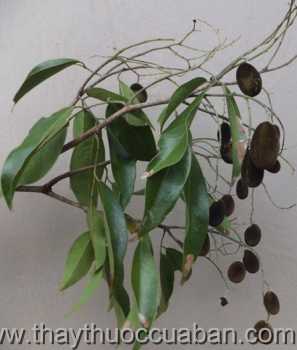 Hình ảnh cây Xây