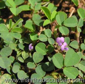 Hình ảnh Hàn the cây