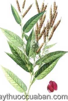 Hình ảnh cây Cổ bình