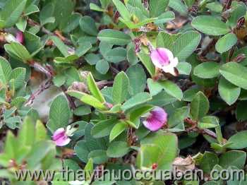 Hình ảnh cây Mắt gà