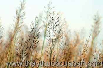 Hình ảnh Cỏ may