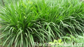 Hình ảnh cây vỏ voi