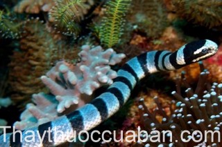 Hình ảnh con rắn biển, rắn biển