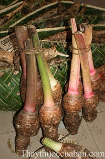 Hình ảnh củ khoai nước, củ khoai môn