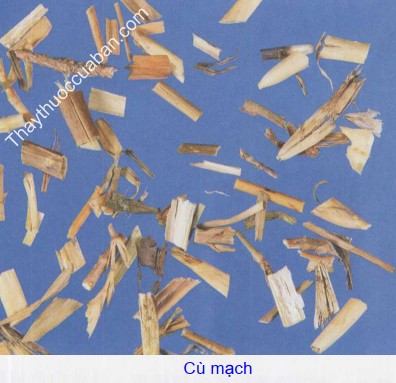 H&igrave;nh ảnh vị thuốc c&ugrave; mạch