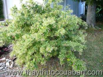 Hình ảnh cây Dạ hương