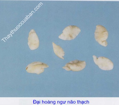 H&igrave;nh ảnh đại ho&agrave;ng ngư n&atilde;o thạch