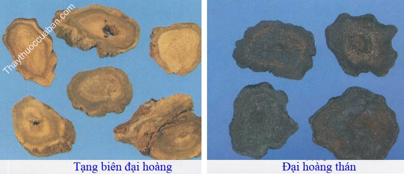 Hình ảnh đại hoàng thán