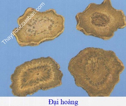 H&igrave;nh ảnh đại ho&agrave;ng