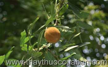 Cây đại phong tử