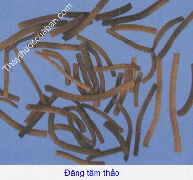 H&igrave;nh ảnh vị thuốc đăng t&acirc;m thảo