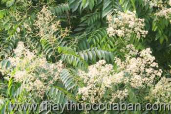 Hình ảnh cây Dâu gia xoan