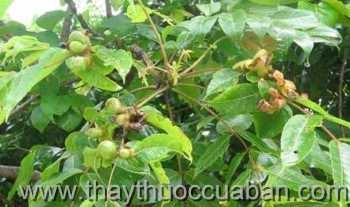 Hình ảnh đậu heo