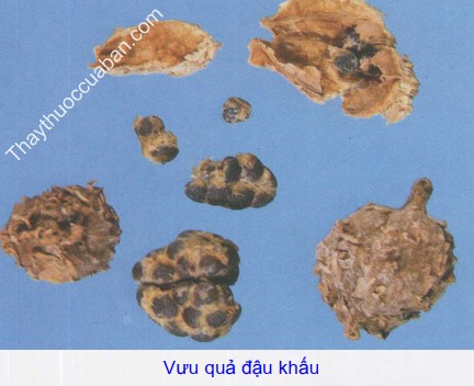 H&igrave;nh ảnh vỏ quả đậu khấu