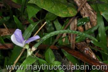 Hình ảnh đậu ma