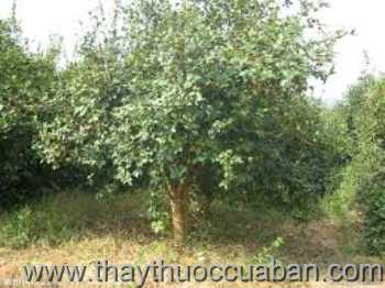 Hình ảnh cây Dầu rái