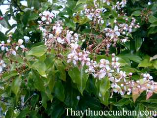 Hình ảnh dây tơ mành