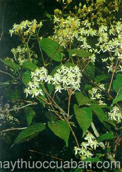 Hình ảnh Dây vằng trắng