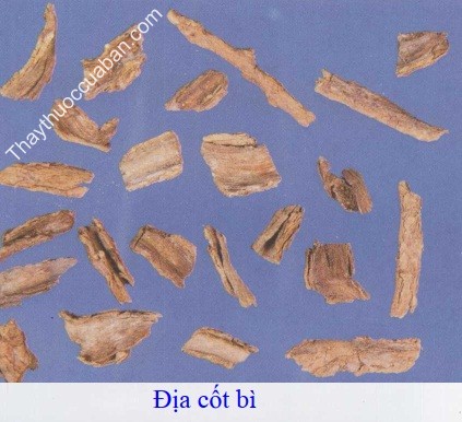 H&igrave;nh ảnh vị thuốc địa cốt b&igrave;