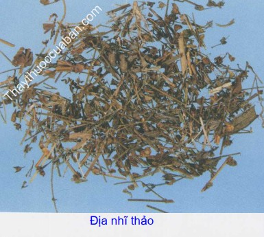 Hình ảnh vị thuốc địa nhĩ thảo, cây ban