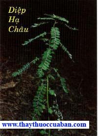 Diệp hạ châu, cây chó đẻ, chó đẻ - vị thuốc