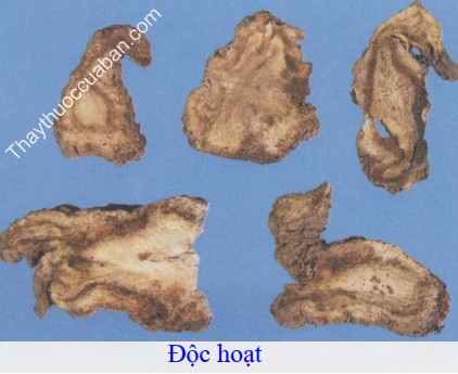 H&igrave;nh ảnh vị thuốc độc hoạt