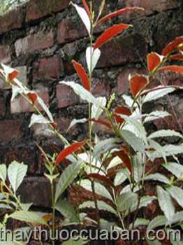 Hình ảnh cây đơn đỏ