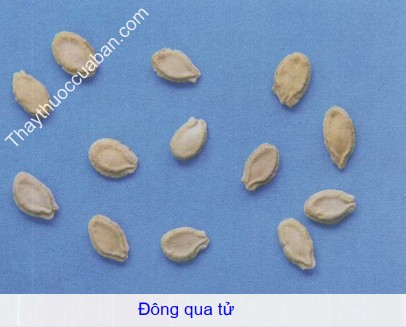 H&igrave;nh ảnh vị thuốc đ&ocirc;ng qua tử